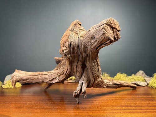 Large manzanita - 20”,