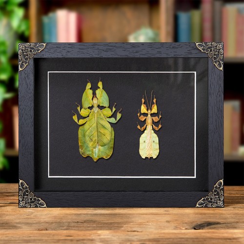 Gray leaf insect male - gray's,