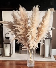 Pampas Grass Large Dried