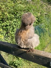 Fluffy Feather Farm Egg Box -