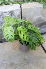 Monstera adansonii – Swiss