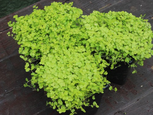 Baby tears plants - baby's,
