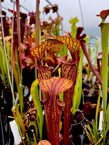 Sarracenia oreophila sand - sarracenia,