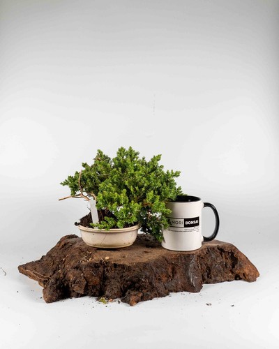 Juniper procumbens nana - procumbens,