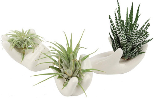 Balansoho air plant - air, holder