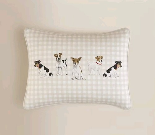 Jack russell terrier - jack,