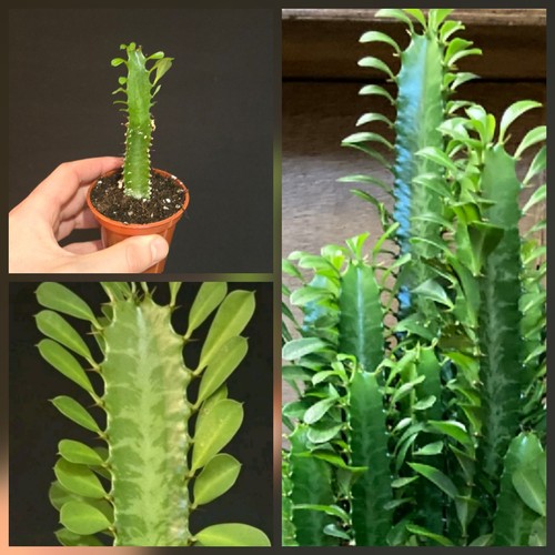 Euphorbia cactus african milk - euphorbia, cactus.