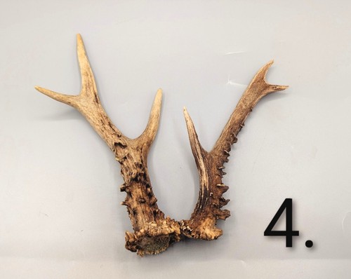 Roe deer antlers gothic - roe, antlers,