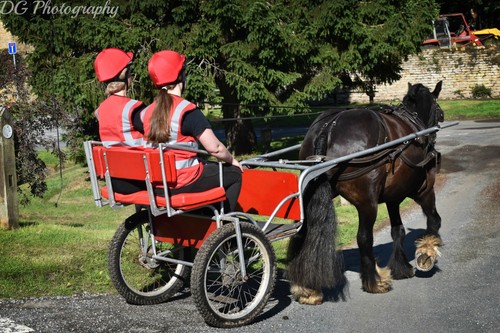 Pony trap cart - pony,