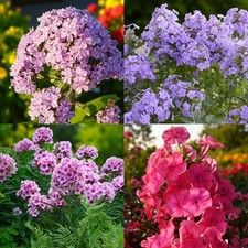 Phlox Bare Roots - Fragrant