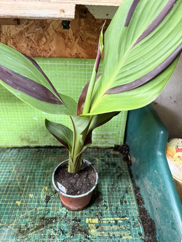 Canna cleopatra plant - canna,