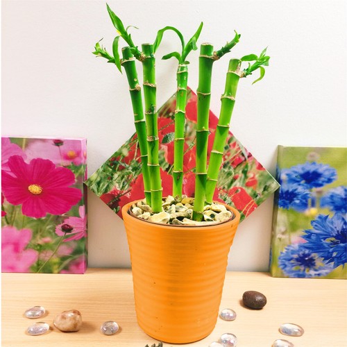 Lucky bamboo soil indoor - lucky,