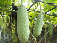 GOURD LUFFA SPONGE 20 SEEDS - GREAT FUN & UNUSUAL