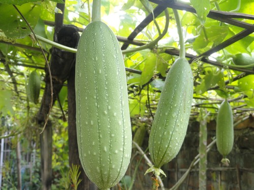 Gourd luffa sponge seeds - luffa,