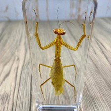 Large Praying Mantis Insect Taxidermy Clear Acrylic Resin Paperweight Entomology