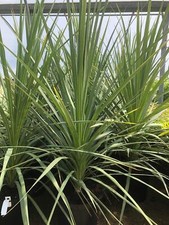 1X 4FT EXTRA LARGE CORDYLINE AUSTRALIS GREEN HARDY PALM LIKE PLANT 7.5L POT