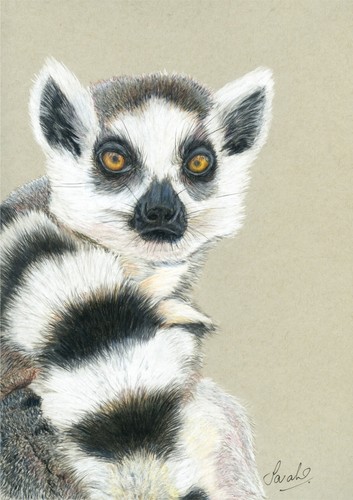 Ring tailed lemur - lemur, primate
