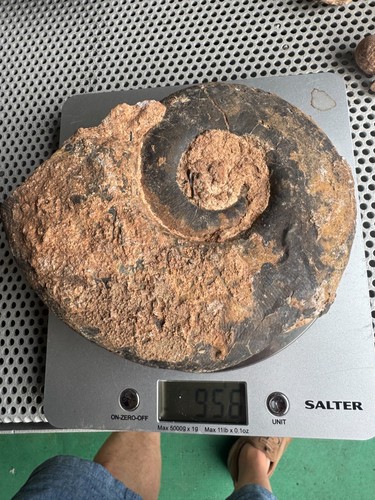Ready prep large - to, ammonite