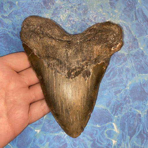 Megalodon shark tooth - megalodon,