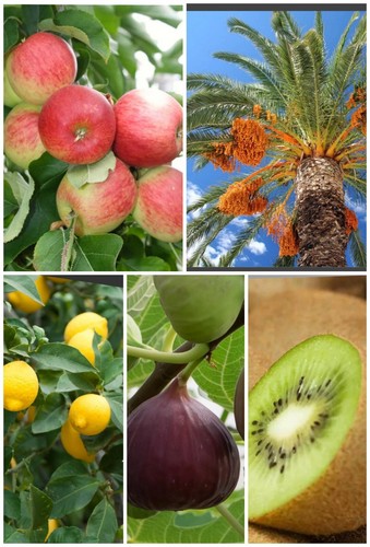Fruit tree seeds fig - 38, seeds-