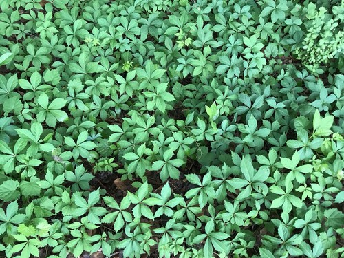 Virginia creeper vine - virginia,