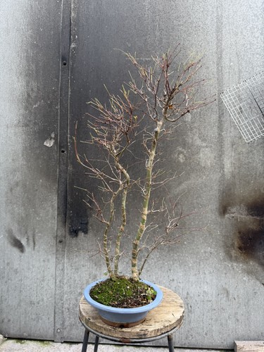 Japanese maple deshojo bonsai - japanese,