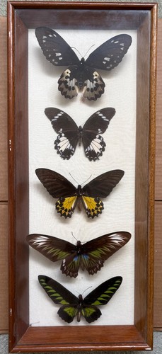 Vintage framed tropical - framed,