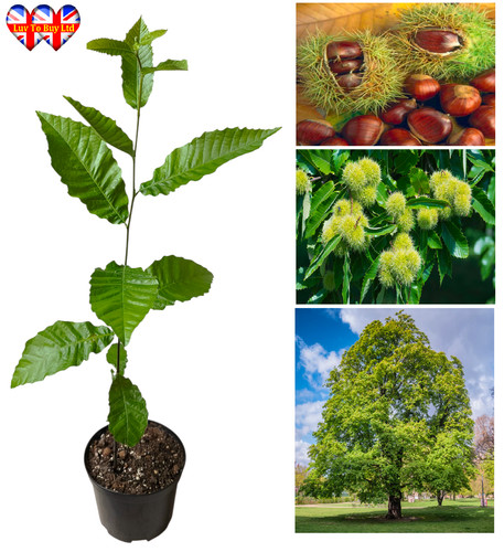 Sweet chestnut tree castanea - sweet,