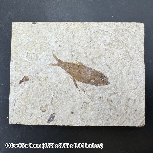 Fossilised fish slab - fish,
