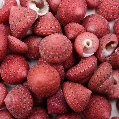 Strawberry top red seashells - strawberry,