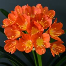 T&M Tropical Clivia Miniata Bright Orange Flowering Houseplant 13cm Pot x 1