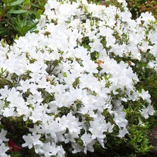 Azalea Japonica Plant White |