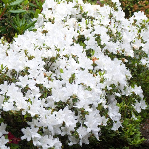Azalea japonica plant white - japonica,