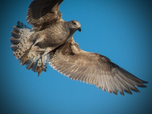 Powerful nikon dslr - powerful, 420