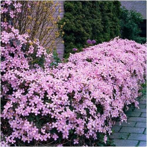 Clematis montana pink rubens - clematis,