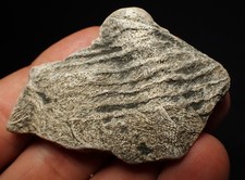Detailed crinoid fossil Pentacrinites (58mm) Charmouth Jurassic Fossils UK curio