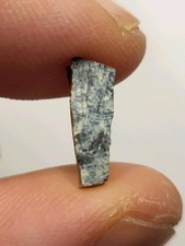 STUNNING T-REX TOOTH ~11mm