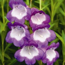 Pack x6 Special Pensham