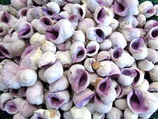 20 x SEA SHELLS EMPEROR PURPLE PERIWINKLE 10 - 20mm  SPIRAL SNAIL MAUVE WHITE