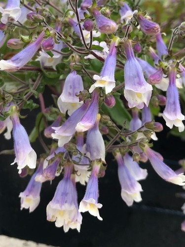 Penstemon hirsutus var - hirsutus,