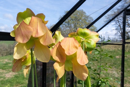 Live sarracenia division from - sarracenia,