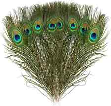 10PCS Extra Large Natural Real Peacock Feather 35-45cm 14-18inch Large UK Seller