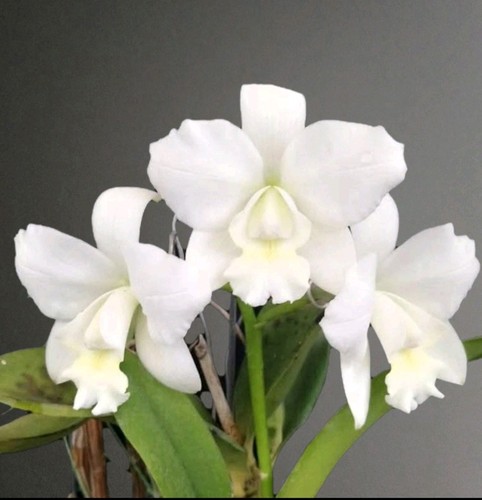 Cattleya white bridal - cattleya,