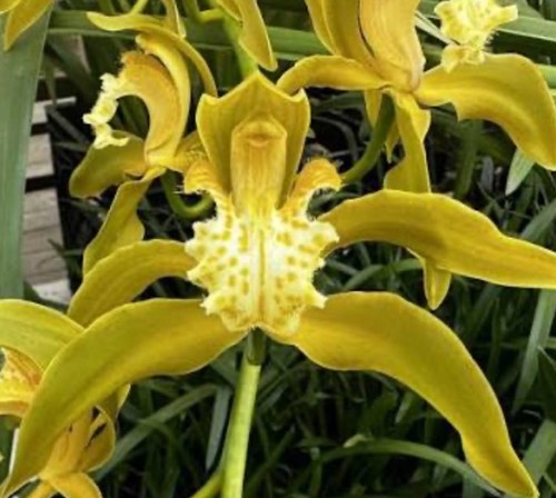 Cymbidium tracyanum album - cymbidium,