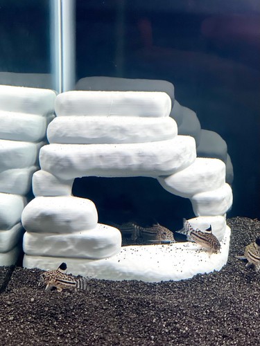 Aquarium rock corner cave - aquarium,