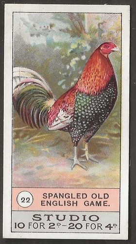 Smiths fowls pigeons dogs - pigeons, &