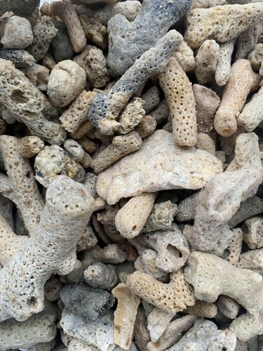Crushed coral shell - shell, skeleton