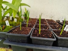 Phoenix sylvestris - 7 cm Pot