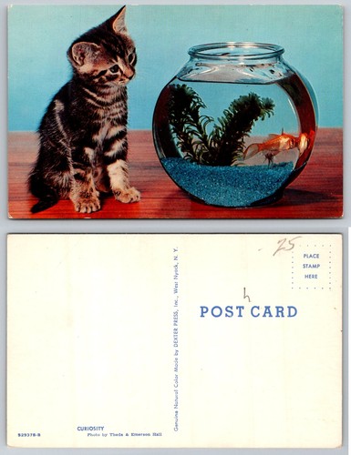 Standard cat watching goldfish - standard,