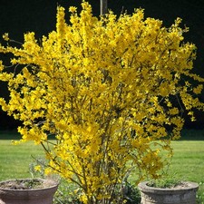 Forsythia Flojor | Deciduous Compact Spring Flowering Garden Shrub in Pot